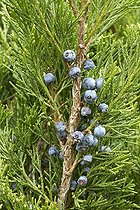 Biosphoto | 2076424 | Savin juniper (Juniperus sabina), berries, Rosenwiller, Bas-Rhin, Alsace, France | &copy; Frédéric Tournay / Biosphoto