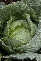 Biosphoto | 1250612 | Savoy cabbage in a kitchen garden | &copy; NouN / Biosphoto