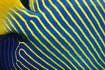 Biosphoto | 981158 | Scales and Colors of Emperor Angelfish, Ras Mohammed, Sinai, Red Sea, Egypt | &copy; Borut Furlan / WaterFrame / Biosphoto