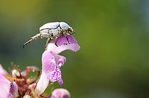 Biosphoto | 1252535 | Scarab Beetle on a flower France | &copy; Thierry Van Baelinghem / Biosphoto