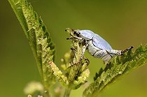 Biosphoto | 1252534 | Scarab Beetle on a leaf France | &copy; Thierry Van Baelinghem / Biosphoto