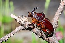 Biosphoto | 2453793 | Scarabée rhinocéros européen (Oryctes nasicornis), Parc naturel régional des Vosges du Nord, France | &copy; Michel Rauch / Biosphoto