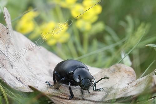 Biosphoto | 1621938 | Scarabée sur une feuille morte | &copy; Thierry Reminiac / Biosphoto
