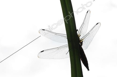 Biosphoto | 2576646 | Scarce Chase (Libellula fulva) against the light, a male resting on a leaf of Common reed (Phragmites australis), at the edge of a pond, in the Rhine forest, east of the National Nature Reserve of Robertsau and Wantzenau in late spring. Alsace, France | &copy; Yves Noto Campanella / Biosphoto