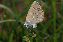 Biosphoto | 2394317 | Scarce Large Blue (Maculinea teleius) laying eggs, Vosges du Nord Regional Nature Park, France | &copy; Michel Rauch / Biosphoto
