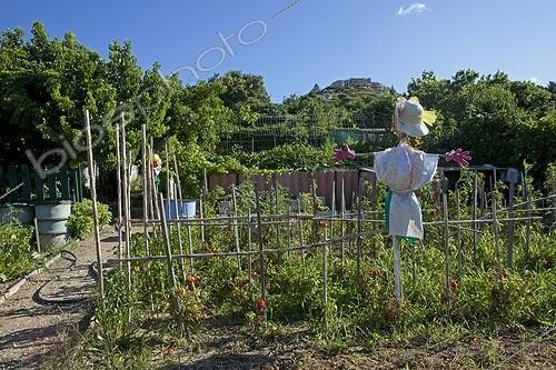 Biosphoto | 1200665 | Scarecrow and tomatoes in allotment gardens in Marseille | &copy; Philippe Giraud / Biosphoto