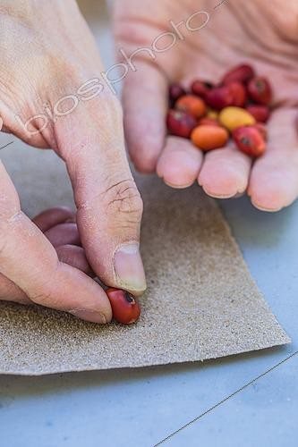 Biosphoto | 2452362 | Scarification of Coral tree seed (Erythrina sp) on sandpaper to facilitate germination during sowing. | &copy; Jean-Michel Groult / Biosphoto