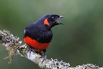 Biosphoto | 2601747 | Scarlet-bellied Mountain-Tanager (Anisognathus igniventris) on a branch. Equatorial Andes forest Ecuador South America | &copy; Brigitte Marcon / Biosphoto