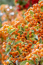 Biosphoto | 2609663 | Scarlet firethorn (Pyracantha coccinea) 'Saphyr Orange' fruits | &copy; Marie Aymerez / Biosphoto