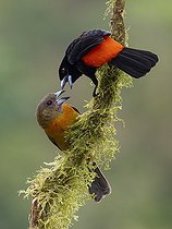 Biosphoto | 2518751 | Scarlet-rumped Tanager (Ramphocelus passerinii), male and female, Chiriqui, Panama | &copy; Ignacio Yufera / Biosphoto
