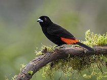 Biosphoto | 2518752 | Scarlet-rumped Tanager (Ramphocelus passerinii), male, Chiriquí, Panama | &copy; Ignacio Yufera / Biosphoto