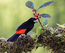 Biosphoto | 2570780 | Scarlet-rumped Tanager (Ramphocelus passerinii), male, Chiriqui, Panama | &copy; Ignacio Yufera / Biosphoto