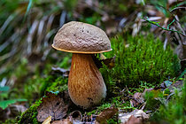 Biosphoto | 2609837 | Scarletina bolete (Neoboletus erythropus) mushroom, toxic raw but excellent edible cooked, Vosges, France | &copy; Stéphane Vitzthum / Biosphoto