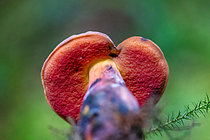 Biosphoto | 2609836 | Scarletina bolete (Neoboletus erythropus) with red pores under the cap, toxic when raw but excellent edible when cooked, Vosges, France. | &copy; Stéphane Vitzthum / Biosphoto