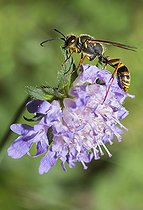 Biosphoto | 2410360 | scéliphron femelle (Sceliphron curvatum) sur une knautie, Parc naturel régional des Vosges du Nord, France | &copy; Michel Rauch / Biosphoto