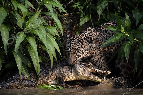 Biosphoto | 2602992 | Scène de chasse d'un jaguar (Panthera onca) attrapant un caïman yacare (Caiman yacare) par la nuque au Pantanal, Brésil | &copy; Clément Fontaine / Biosphoto