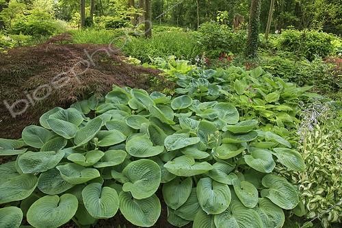 Biosphoto | 1001160 | Scene undergrowth Arboretum des Prés des Culands France  ; Arboretum des Prés des Culands or the National Conservatory of Holly  | &copy; Hervé Lenain / Biosphoto