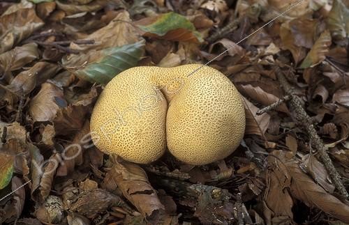 Biosphoto | 34490 | Scéroderme commun en forme de fesses, Frise, Pays-Bas | &copy; Stoelwinder / Biosphoto