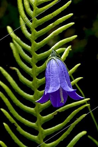 Biosphoto | 1895875 | Scheuchzer's bellflower and deer fern in Catalonia  Spain | &copy; Antoni Agelet / Biosphoto