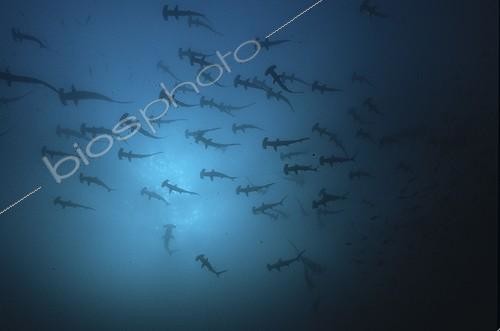 Biosphoto | 499928 | Scholl of Scalloped Hammerhead Malpelo Pacific Ocean | &copy; Yves Lefèvre / Biosphoto