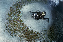 Biosphoto | 2615545 | School of bastard grunts (Pomadasys incisus) and underwater photographer. Dive at El Bajonito, Costa del Silencio. Submarine seascapes of the island of Tenerife. Canary Islands.