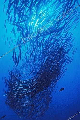 Biosphoto | 641243 | School of Blackfin Barracudas during breeding period | &copy; Didier Brandelet / Biosphoto