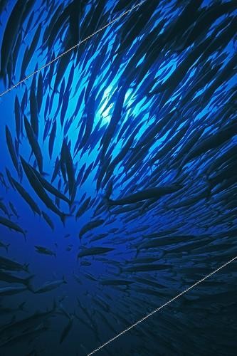 Biosphoto | 654670 | School of Blackfin Barracudas swimming in the Red Sea | &copy; Didier Brandelet / Biosphoto