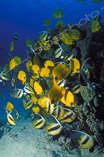 Biosphoto | 654675 | School of Butterflyfishes and Bannerfishes in Red Sea | &copy; Didier Brandelet / Biosphoto