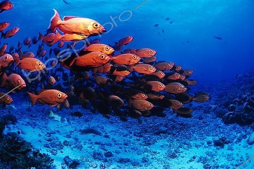 Biosphoto | 652626 | School of Moontail Bulleyes swimming near the seabed | &copy; Didier Brandelet / Biosphoto