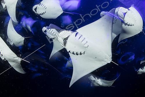 Biosphoto | 2128594 | School of Munk's devil ray, pygmy devil ray, (Mobula munkiana), feeding on plankton at night, Espiritu Santo Island, Sea of Cortez, Baja California, Mexico, East Pacific Ocean | &copy; Franco Banfi / Biosphoto