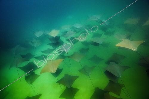 Biosphoto | 1934392 | School of Pacific Cownose Ray - Cabo Pulmo Baja California  | &copy; Reinhard Dirscherl / Biosphoto