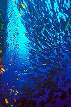 Biosphoto | 653131 | School of Two-spot Red Snappers during breeding period | &copy; Didier Brandelet / Biosphoto