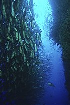 Biosphoto | 574356 | School of Two-spot red snappers in the Red Sea Egypt | &copy; Frédéric Pacorel / Biosphoto