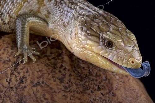Biosphoto | 2064091 | Scinque à langue bleue du nord (Tiliqua scincoides chimaerea), Tanimbar islands, Indonésie | &copy; Matthijs Kuijpers / Biosphoto