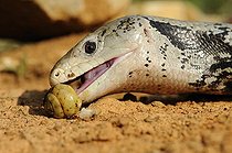 Biosphoto | 1250371 | Scinque à langue bleue d'Indonésie mangeant un escargot | &copy; Daniel Heuclin / Biosphoto