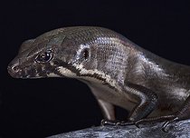 Biosphoto | 2394381 | Scinque géant d'Halmahera (Eugongylus mentovarius), Halmahera, Indonesie | &copy; Matthijs Kuijpers / Biosphoto