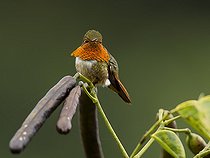 Biosphoto | 2135274 | Scintillant Hummingbird (Selasphorus scintilla), male, Chiriquí, Panama, March | &copy; Ignacio Yufera / Biosphoto