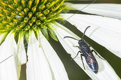 Biosphoto | 2628392 | Scolie des jardin (Megascolia maculata) sur un pétale d'une fleur blanche, Saint-Pierre-La-Palud, Rhône, France | &copy; Philippe Lebeaux / Biosphoto