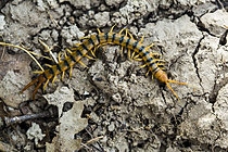 Biosphoto | 2621336 | Scolopendre ceinturée (Scolopendra cingulata), mille-pattes prédateur, Parc national des Cévennes, France | &copy; Philippe Lebeaux / Biosphoto