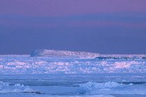 Biosphoto | 2602122 | Scoresbysund ice floe at dusk, Greenland | &copy; Pierre Vernay / Biosphoto