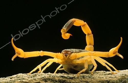 Biosphoto | 4385 | Scorpion Emirats Arabes Unis | &copy; Xavier Eichaker / Biosphoto