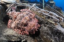Biosphoto | 2583349 | Scorpion fish (Scorpaenopsis sp). Wreck, sunken ship. From the EMPEROR FRAISER company, this wreck stands out for its peculiar cargo of health advice. Sinai Peninsula. Red Sea, Egypt. | &copy; Sergio Hanquet / Biosphoto