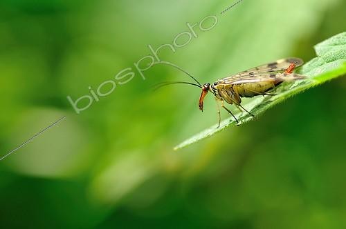 Biosphoto | 1994276 | Scorpion fly on leaf  - France  | &copy; Robin Fourré / Biosphoto