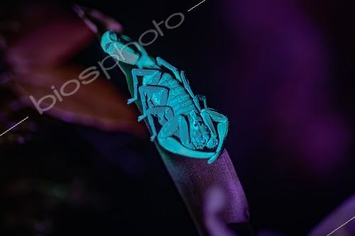Biosphoto | 2606978 | Scorpion Tityus sp), fluorescent under UV light, Santa Fe, Panama | &copy; Régis Cavignaux / Biosphoto