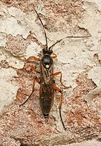 Biosphoto | 2602036 | Scorpion Wasp (Diphyus quadripunctorius) | &copy; Marko König / imageBROKER / Biosphoto
