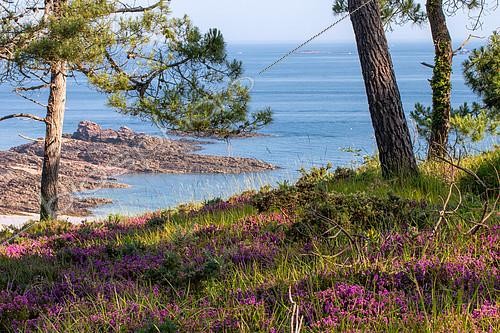 Biosphoto | 2489443 | Scotch heather (Erica cinerea) in bloom by the sea, Erquy, Côtes-d'Armor, Brittany, France | &copy; Marie Aymerez / Biosphoto