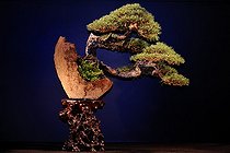 Biosphoto | 1233441 | Scotch pine bonsai presented at an exhibition in Mulhouse | &copy; Claude Thouvenin / Biosphoto