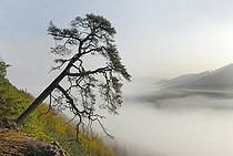 Biosphoto | 2394257 | Scotch pine (Pinus sylvestris) in autumn, Falkenberg, Vosges du Nord Regional Nature Park, France | &copy; Michel Rauch / Biosphoto
