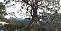 Biosphoto | 2496008 | Scotch pine (Pinus sylvestris) on sandstone slabs, Falkenberg, Vosges du Nord Regional Nature Park, France | &copy; Michel Rauch / Biosphoto