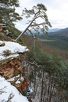 Biosphoto | 2496025 | Scotch pine (Pinus sylvestris) on sandstone slabs, Falkenberg, Vosges du Nord Regional Nature Park, France | &copy; Michel Rauch / Biosphoto